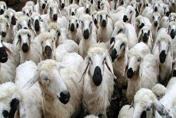 قیمت جدید دام زنده امروز چهارشنبه 29 بهمن 1404