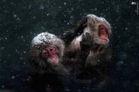 تصاویر آرامش مسحورکننده «میمون‌های برفی» در چشمه‌های آب گرم + عکس