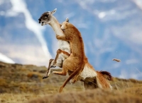 شاهکارهای عکاسی طبیعت که به مرحله نهایی جایزه عکاسی سونی راه پیدا کردند + عکس