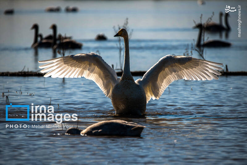 تصاویر جذاب قوهای مهاجر در تالاب سرخرود + عکس