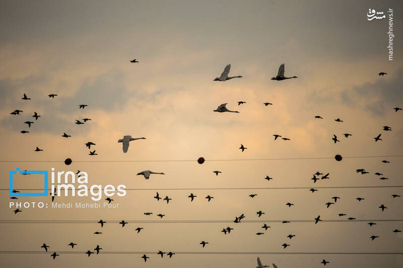 تصاویر جذاب قوهای مهاجر در تالاب سرخرود + عکس