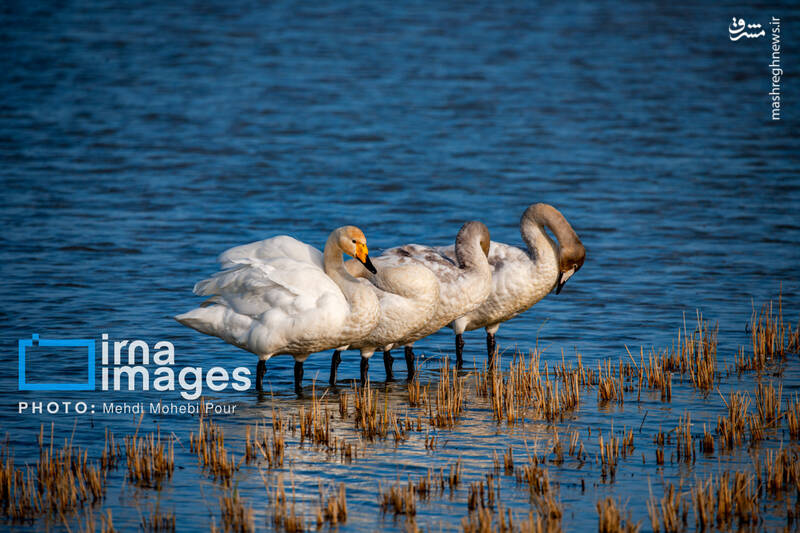تصاویر جذاب قوهای مهاجر در تالاب سرخرود + عکس