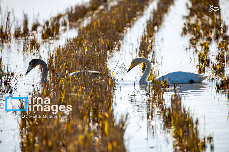 تصاویر جذاب قوهای مهاجر در تالاب سرخرود + عکس