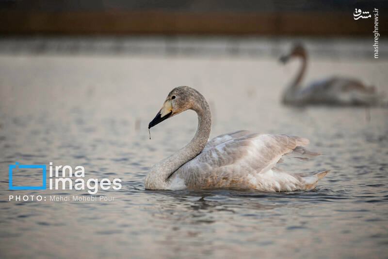 تصاویر جذاب قوهای مهاجر در تالاب سرخرود + عکس