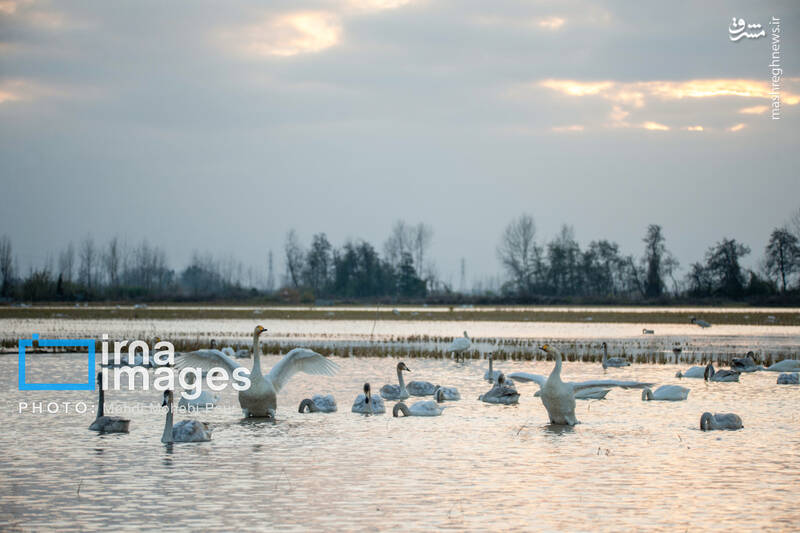 تصاویر جذاب قوهای مهاجر در تالاب سرخرود + عکس