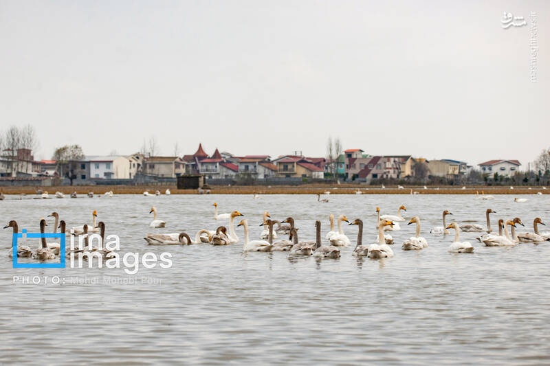 تصاویر جذاب قوهای مهاجر در تالاب سرخرود + عکس