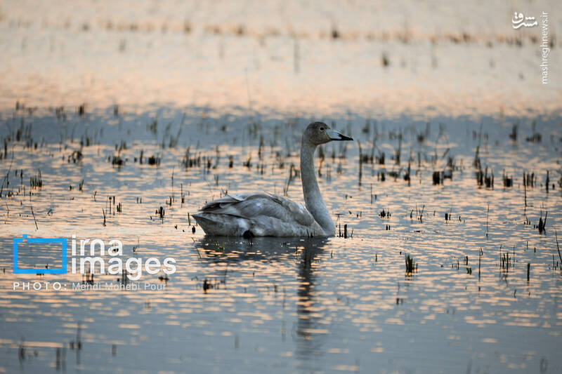 تصاویر جذاب قوهای مهاجر در تالاب سرخرود + عکس