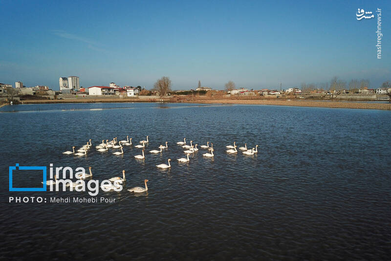 تصاویر جذاب قوهای مهاجر در تالاب سرخرود + عکس