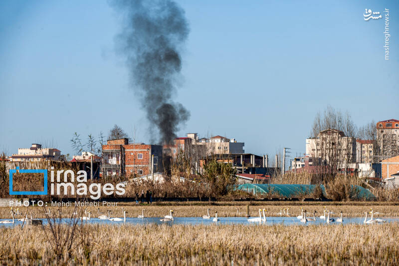 تصاویر جذاب قوهای مهاجر در تالاب سرخرود + عکس