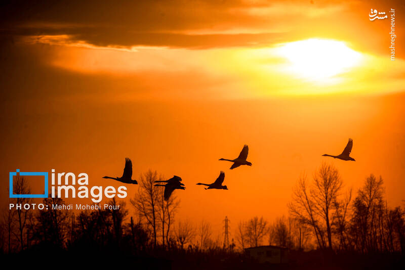 تصاویر جذاب قوهای مهاجر در تالاب سرخرود + عکس