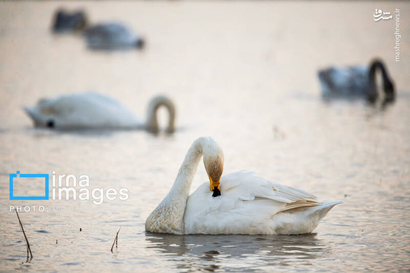 تصاویر جذاب قوهای مهاجر در تالاب سرخرود + عکس