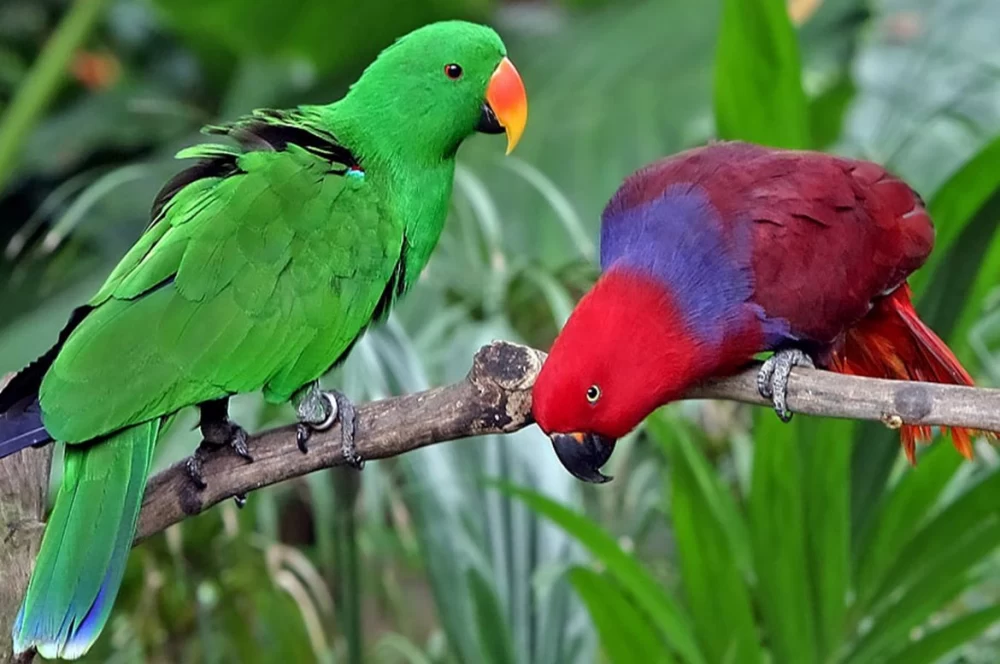 طوطی اکلکتوس