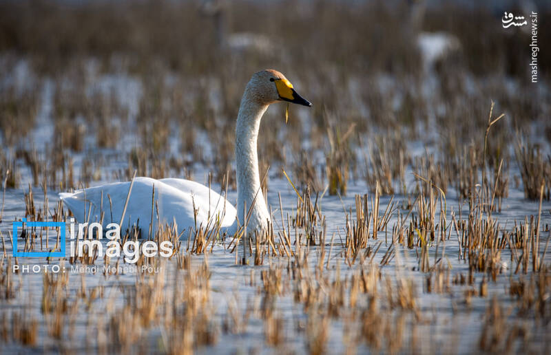 تصاویر جذاب قوهای مهاجر در تالاب سرخرود + عکس