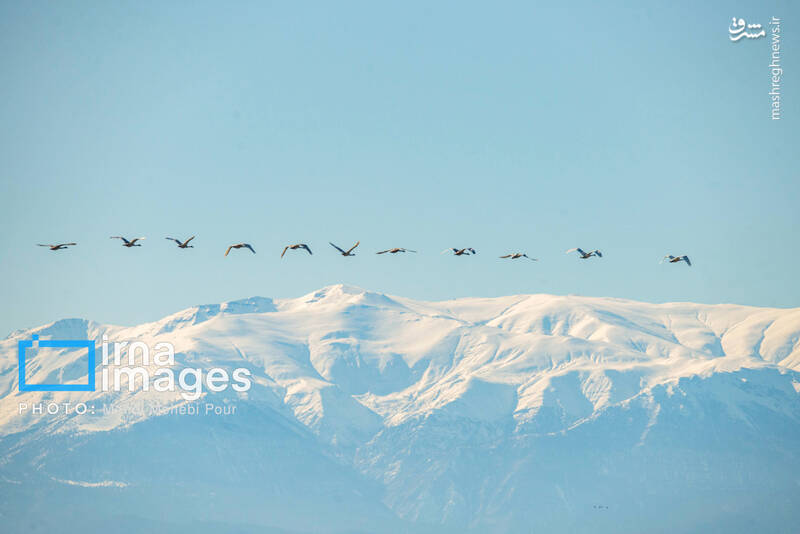 تصاویر جذاب قوهای مهاجر در تالاب سرخرود + عکس