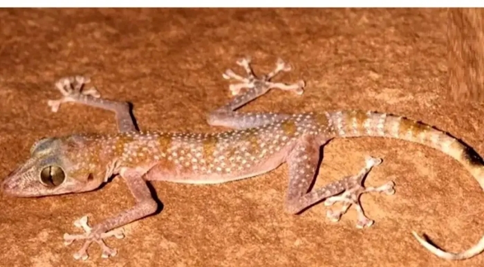 گونه‌ای عجیب در ایران شناسایی شد؛ مارمولک چشم‌درشت با انگشتان برگ‌مانند