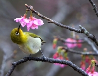 فروردین 1405 در یک نگاه؛ روز سیزده‌بدر کی است؟