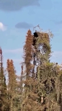 حمله نادر خرس سیاه به عقاب در بالای درخت